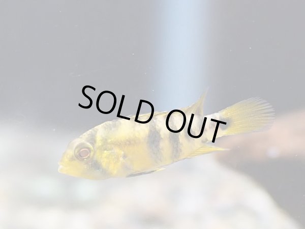 画像3: アピストグラマ バエンスヒ 1ペア EUブリード (3)