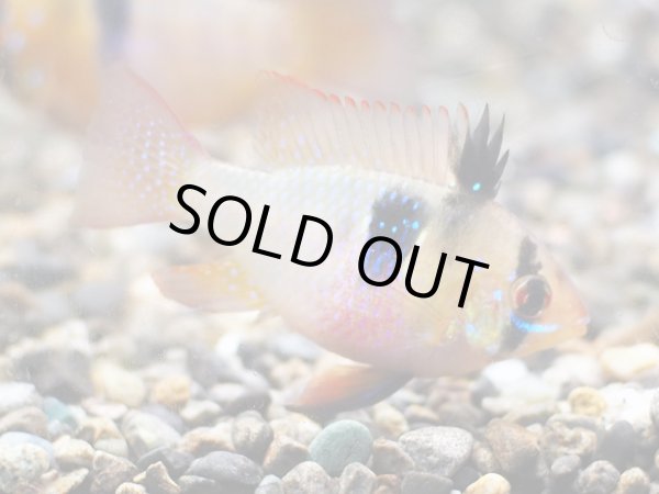 画像2: ドイツラミレジィ 1ペア 上物 (2)