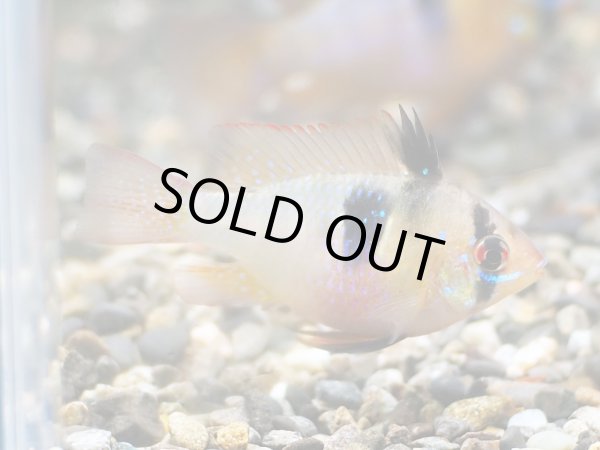 画像3: ドイツラミレジィ 1ペア 上物 (3)