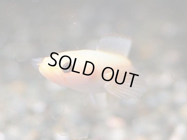 画像2: チャンナ リムバータ ゴールデン(7cm±)★ (2)