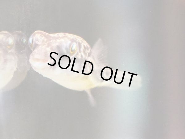 画像5: テトラオドン パストゥレイタス(4cm±) (5)