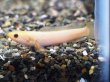 画像1: チャンナ リムバータ ゴールデン(7cm±) (1)