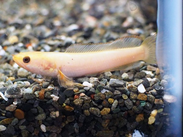 画像1: チャンナ リムバータ ゴールデン(7cm±) (1)