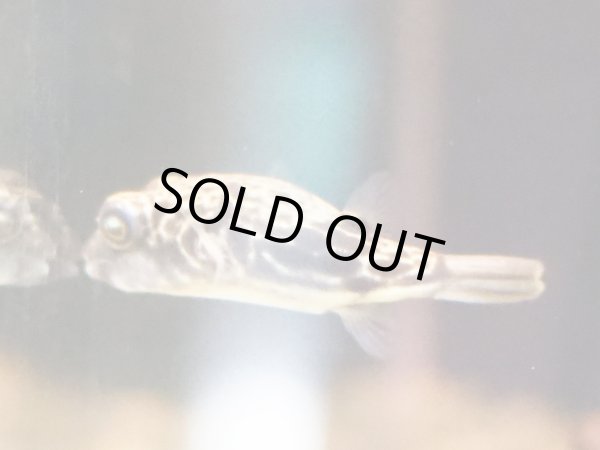 画像4: テトラオドン パストゥレイタス(4cm±) (4)