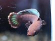 画像1: ブルーレインボー スネークヘッド(8cm±)上物 ブリード (1)