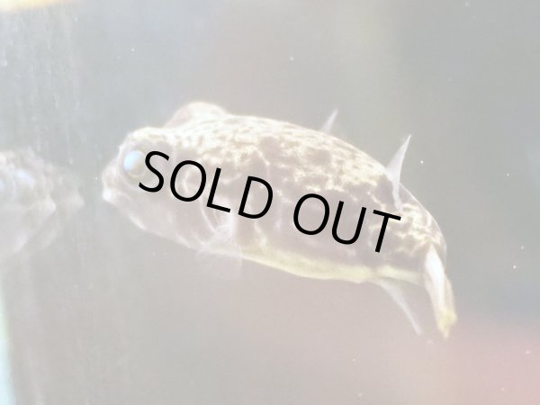 画像3: テトラオドン パストゥレイタス(4cm±) (3)