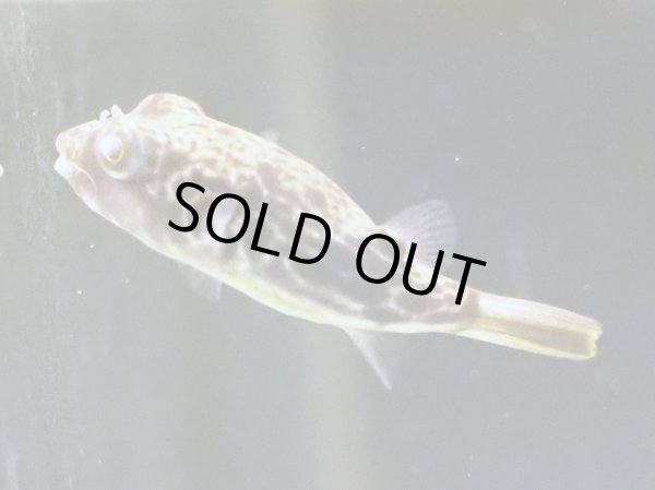 画像2: テトラオドン パストゥレイタス(4cm±) (2)