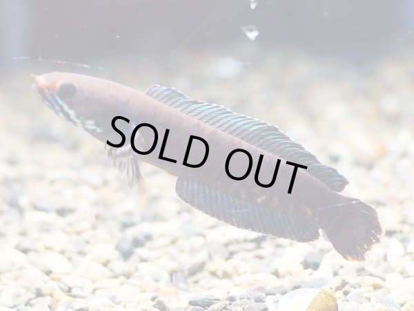 画像3: ブルーレインボー スネークヘッド(8cm±)上物 ブリード (3)