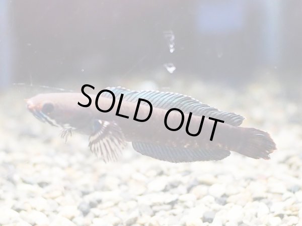 画像2: ブルーレインボー スネークヘッド(8cm±)上物 ブリード (2)