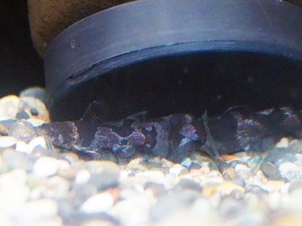 画像1: ドワーフバンブルビーキャット(4cm±)WILDコロンビア (1)