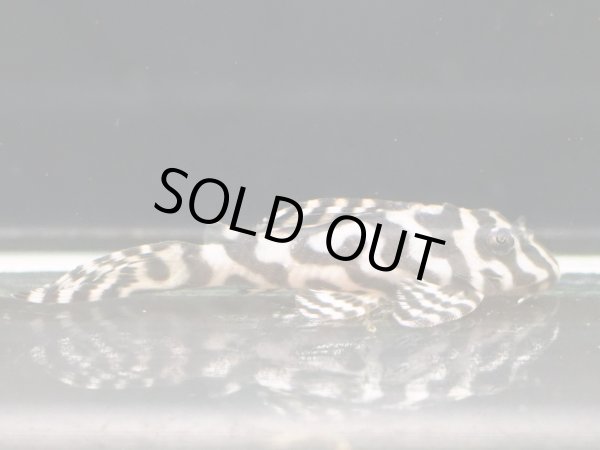 画像6: キングロイヤルペコルティア L236 ペア(13cm±)上物 ブリード (6)