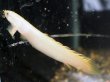 画像1: ポリプテルス マーブルセネガルス(14cm±)ブリード (1)