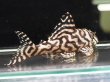 画像2: キングロイヤルペコルティア L236 ペア(13cm±)上物 ブリード (2)