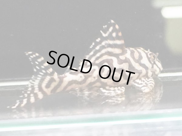 画像2: キングロイヤルペコルティア L236 ペア(13cm±)上物 ブリード (2)