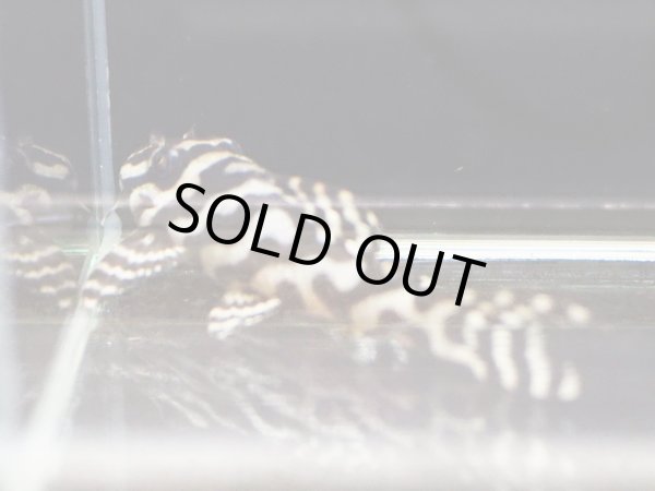 画像5: キングロイヤルペコルティア L236 ペア(13cm±)上物 ブリード (5)