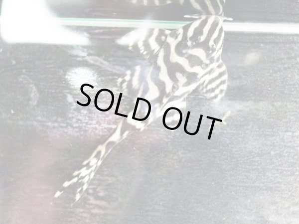 画像7: キングロイヤルペコルティア L236 ペア(13cm±)上物 ブリード (7)