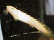 画像2: ポリプテルス マーブルセネガルス(14cm±)ブリード (2)