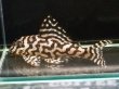 画像1: キングロイヤルペコルティア L236 ペア(13cm±)上物 ブリード (1)