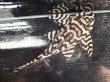 画像3: キングロイヤルペコルティア L236 ペア(13cm±)上物 ブリード (3)