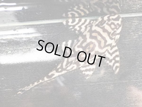 画像3: キングロイヤルペコルティア L236 ペア(13cm±)上物 ブリード (3)