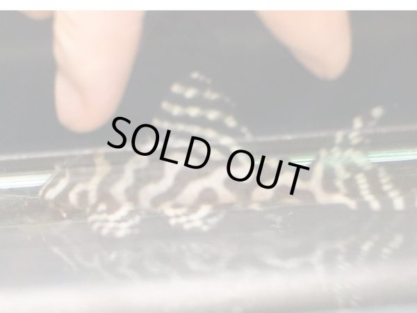 画像4: キングロイヤルペコルティア L236 ペア(13cm±)上物 ブリード (4)