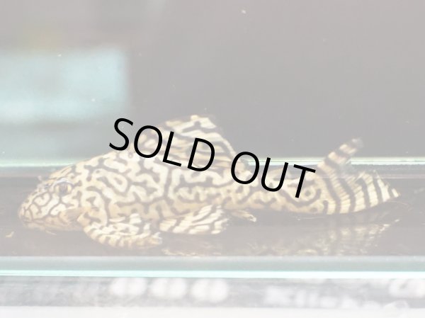 画像4: リアルメガクラウンゼブラプレコ L-236 黄オス(11cm±)ドイツブリード (4)