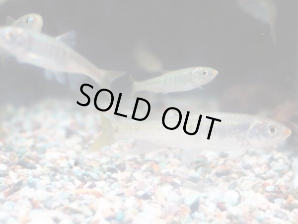 画像2: エサ用小魚(川魚MIX) 10匹 (2)