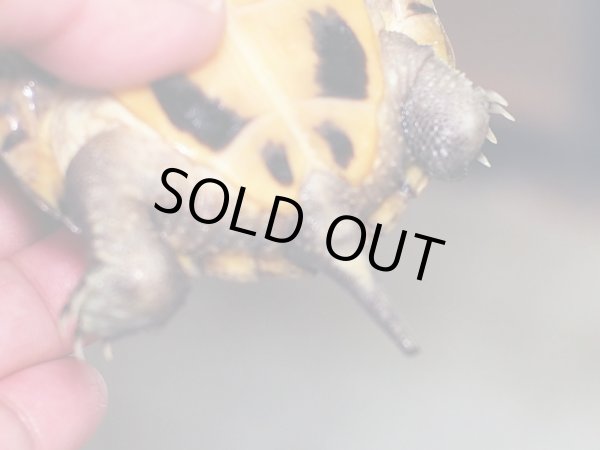 画像5: タイリクミナミイシガメ (11cm±)  (5)