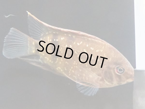 画像2: ニュートライアングルシクリッド(10cm±)WILDコロンビア (2)