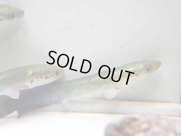 画像3: ピラルク(16cm±) (3)