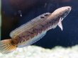 画像3: チャンナ オルナティピンニス(12cm±)WILD (3)
