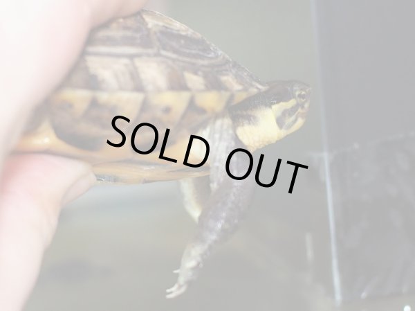 画像3: タイリクミナミイシガメ (11cm±)  (3)