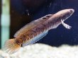 画像1: チャンナ オルナティピンニス(12cm±)WILD (1)