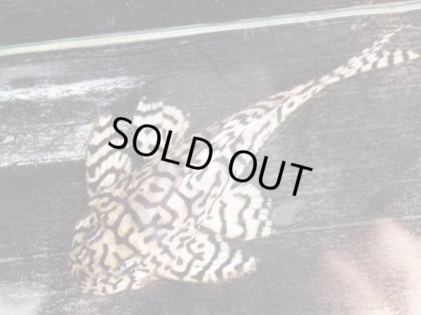 画像3: リアルメガクラウンゼブラプレコ L-236 白オス(11.5cm±)ドイツブリード (3)