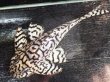 画像2: リアルメガクラウンゼブラプレコ L-236 白オス(11.5cm±)ドイツブリード★ (2)