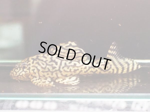 画像3: リアルメガクラウンゼブラプレコ L-236 黄オス(11cm±)ドイツブリード (3)