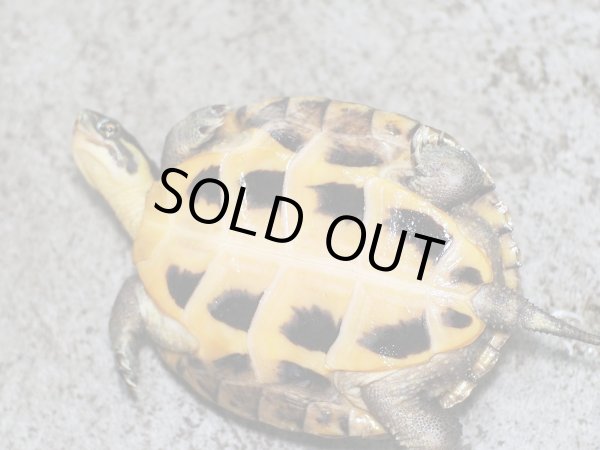 画像2: タイリクミナミイシガメ (11cm±)  (2)