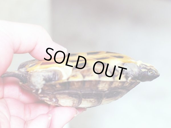 画像4: タイリクミナミイシガメ (11cm±)  (4)