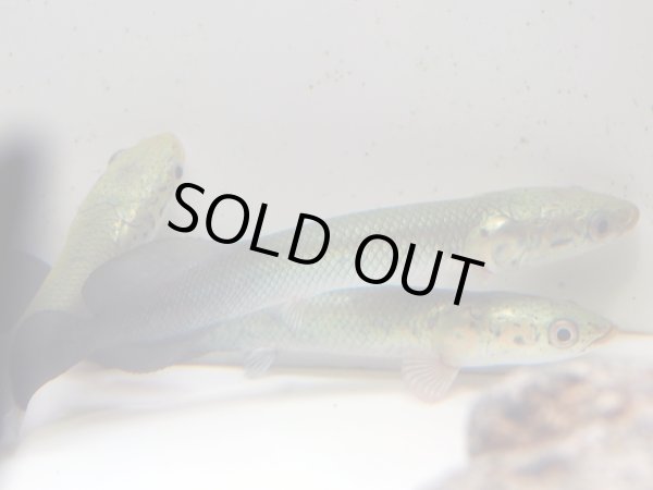 画像2: ピラルク(16cm±) (2)