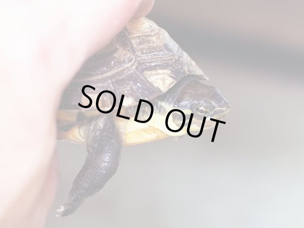 画像6: タイリクミナミイシガメ (11cm±)  (6)