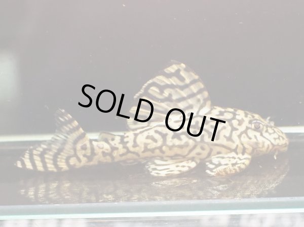 画像2: リアルメガクラウンゼブラプレコ L-236 黄オス(11cm±)ドイツブリード (2)