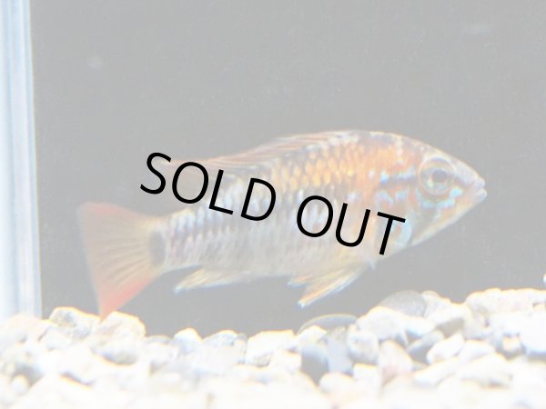 画像1: アピストグラマ ヴィエジタIII 1ペア ブリード (1)