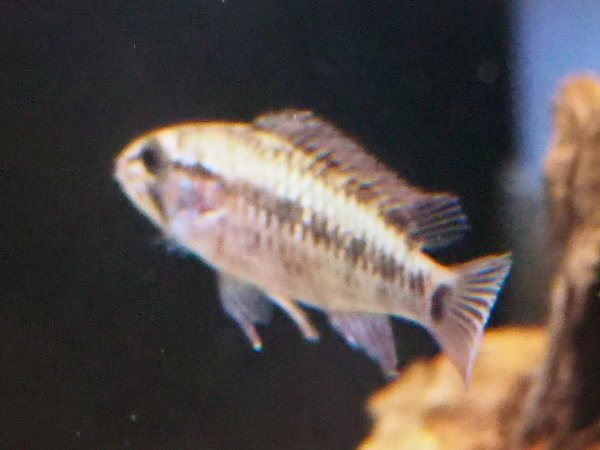 画像2: アピストグラマ ヴィエジタIII 1ペア ブリード★ (2)