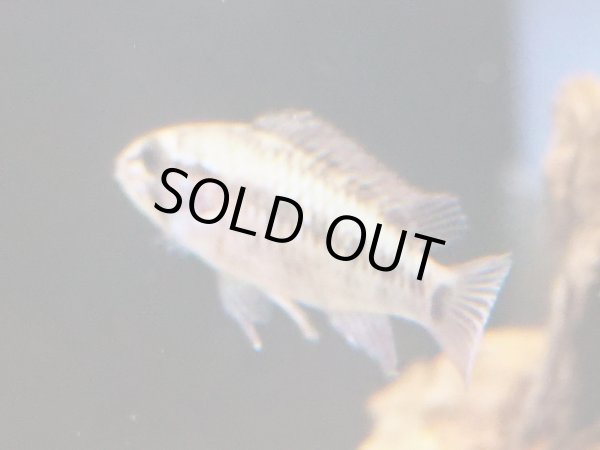 画像2: アピストグラマ ヴィエジタIII 1ペア ブリード (2)