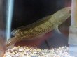 画像1: スチュワート スネークヘッド(12cm±)WILD (1)