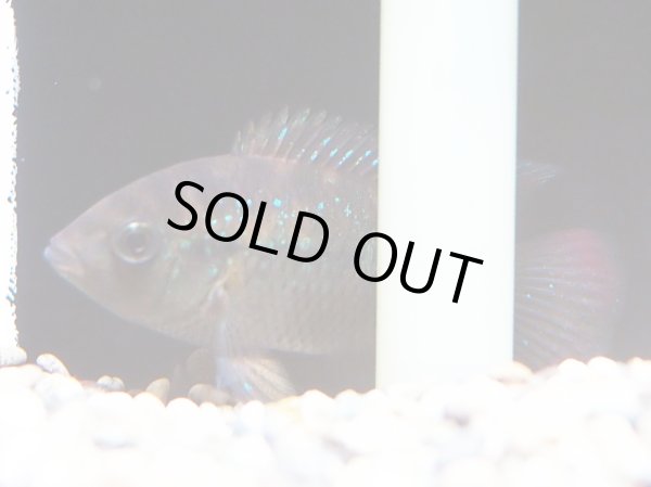 画像2: レッドタイガーチャンチトーシクリッド(8cm±)WILDリオムリアエ (2)