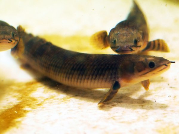 画像1: ポリプテルス モケーレムベンベ (20cm±)WILD (1)
