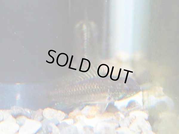 画像2: アピストグラマ トリファスキアータ グァポレレッド 1ペア EUブリード★ (2)