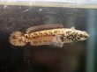 画像1: チャンナ リムバータ ダルメシアン(6cm±) (1)