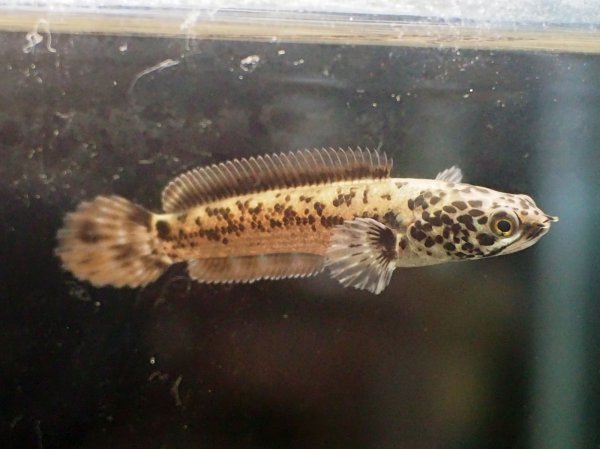 画像1: チャンナ リムバータ ダルメシアン(6cm±) (1)